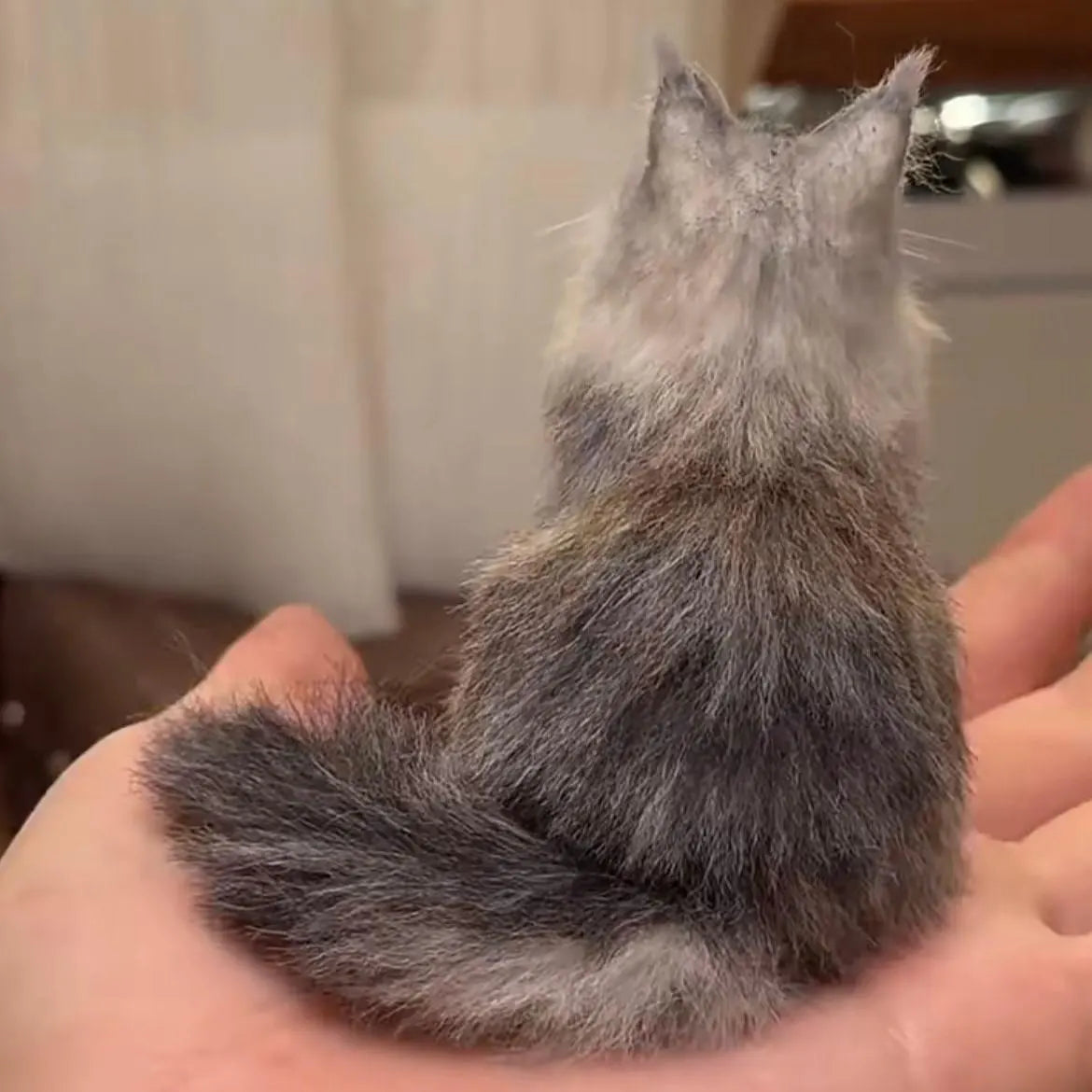 Custom Felt Cat Sculpture